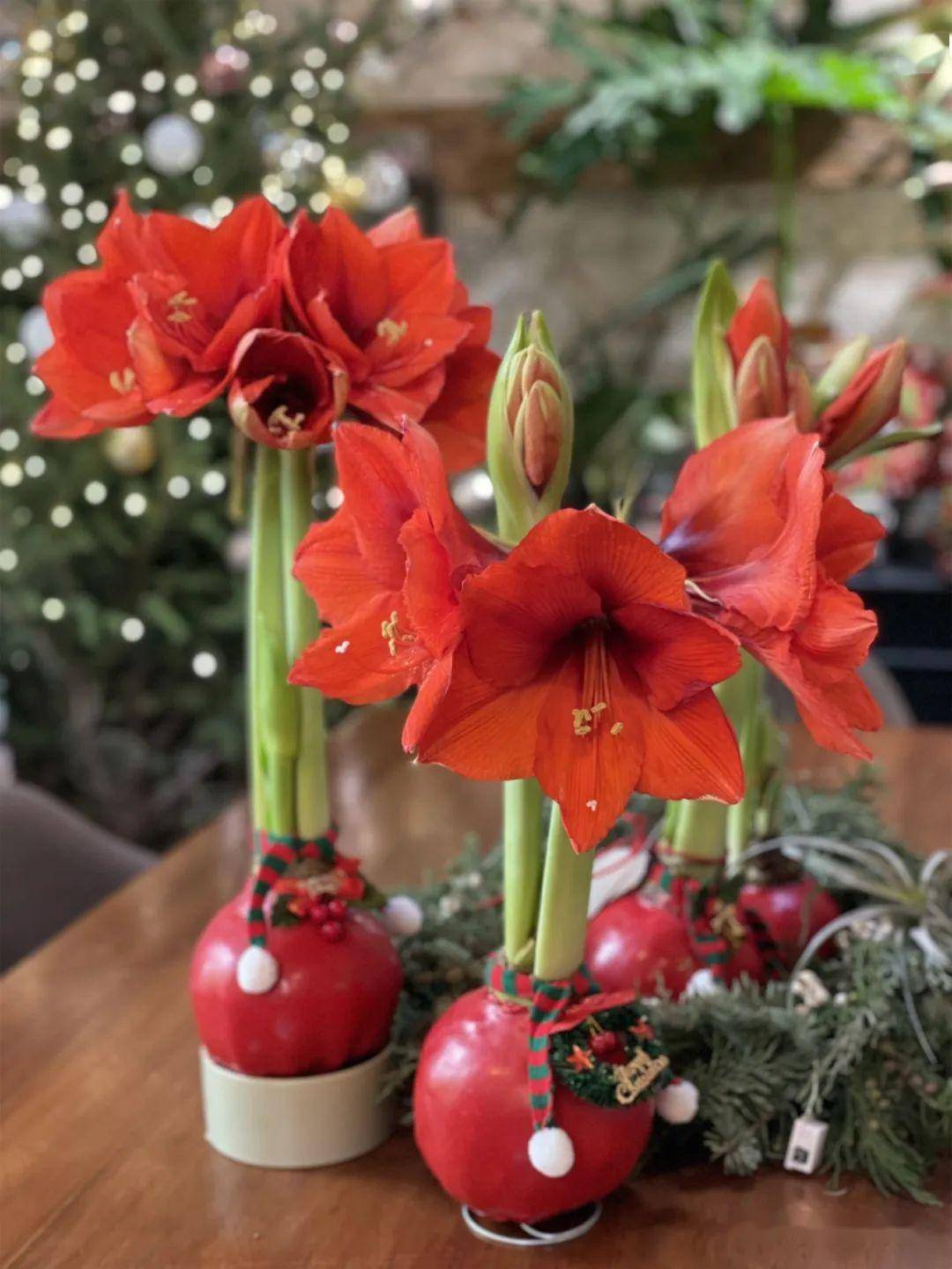 網紅禮物——蠟封朱頂紅 獨特花卉禮品的新風尚