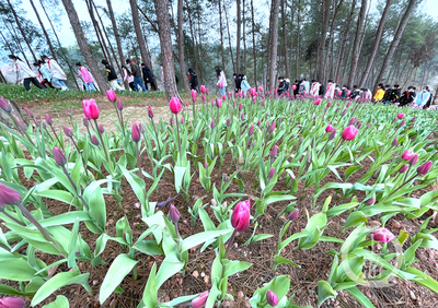 美麗新鄉村 | 走進林下“花花世界”，體驗鄉村版“安徒生童話”的紙制品魅力
